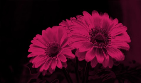SegmentedImage1